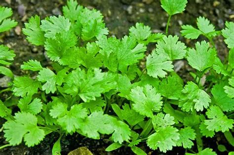 How to Grow Coriander at Home (Step by Step Instructions + Video)