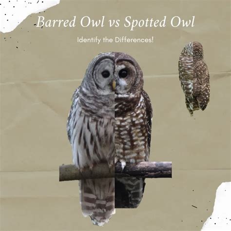 Barred Owl vs Spotted Owl