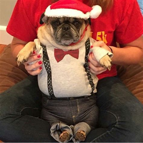 Pin by Leah on Adorable | Pugs in costume, Cute pugs, Baby pugs