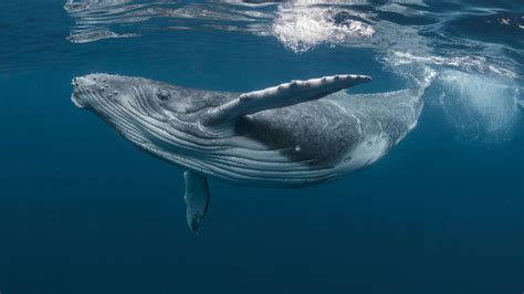 Qué significa soñar con ballenas