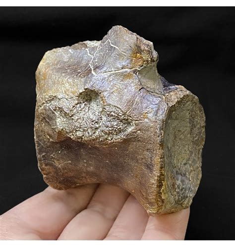 Fossils For Sale | Fossils-UK.com | Rare Jurassic/Cretaceous Crocodile Vertebra from Talsint ...