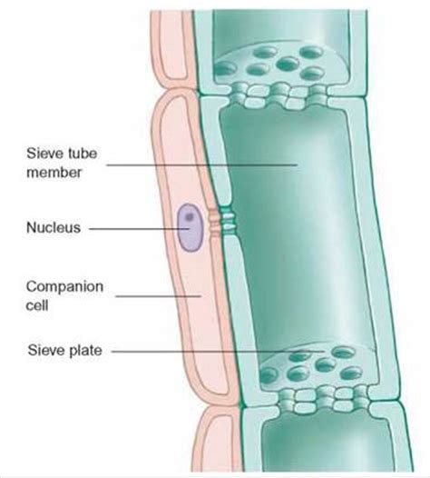 The Significance of Vascular Tissue - The Plants Kingdom - THE ORIGIN AND CLASSIFICATION OF LIFE ...