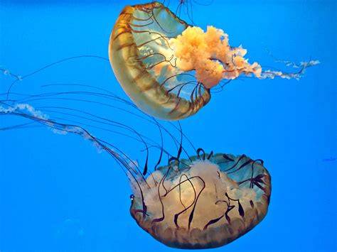 Jellyfish Facts: Safety Tips, Sting First Aid, and Fun Things To Know