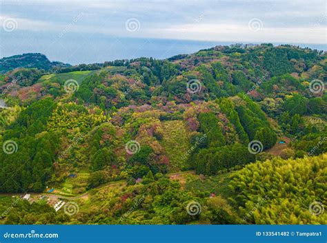 Aerial View of Red Fall Foliage in Autumn. Trees in Japan on Hil Stock Photo - Image of leaves ...