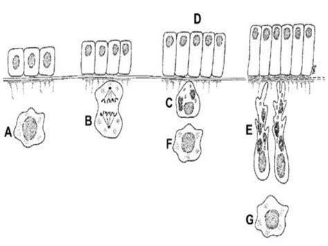 Amelogenesis - Stages of enamel formation