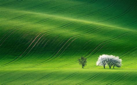 Grassland 4K Wallpaper, Green, Landscape, Summer, Stock, Nature, #1167