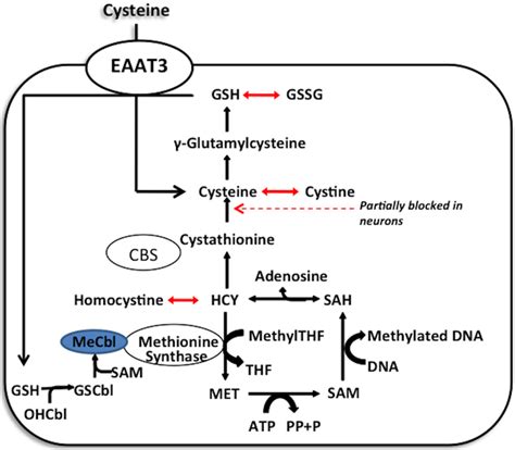 Methionine synthase acts as a redox switch. Methionine synthase... | Download Scientific Diagram