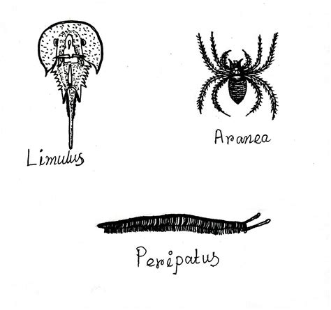 Phylum Arthropoda Examples