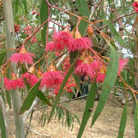 EUCALYPTUS petiolaris - Eucalyptus – Australian Seed