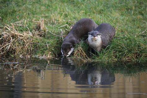 Otters drinking water from river · Free Stock Photo