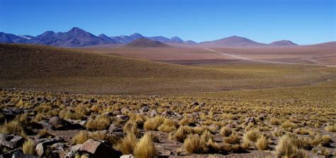 Puna grassland in the Chilean altiplano | Ecuador travel, Bolivia travel, Puna