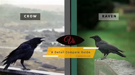 Crow vs Raven Intelligence | A Detail Compare Guide