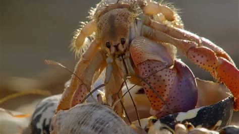 Hermit crabs line up to exchange their shells | The Kid Should See This