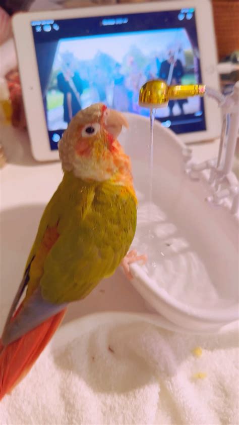 Splish splash time for a bath : r/aww