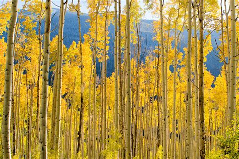 Aspen | Fall Colors of Aspen, Colorado | Sandeep Patil | Flickr