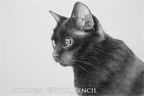 Pencil drawing - black cat on Behance