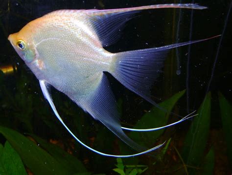 Angelfish