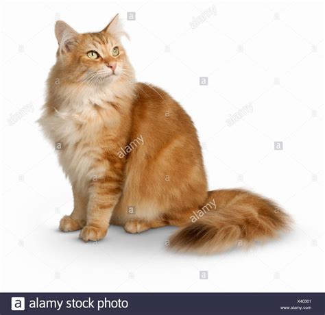 10 Orange Norwegian Forest Cat Personality Stock – See more ideas about ...