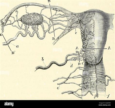 Pampiniform plexus hi-res stock photography and images - Alamy