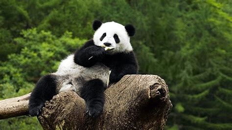 Sleeping Panda Wallpapers - Top Free Sleeping Panda Backgrounds - WallpaperAccess