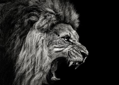 Black Lions Roaring