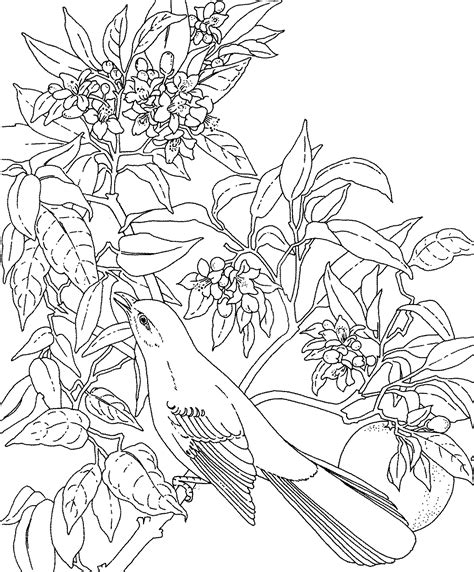 Florida State Flower Coloring Page - Flower Coloring Page