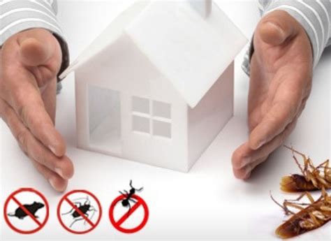 Effective Pest Control in Homes - The Architects Diary