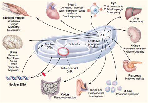 Pin en Mitochondrial disease