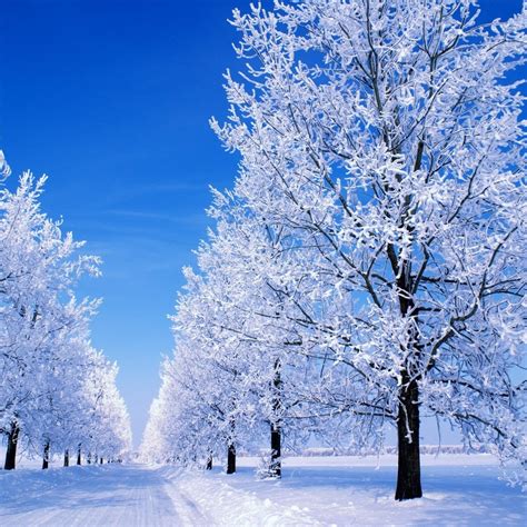 🔥 [80+] Snowy Scene Wallpapers | WallpaperSafari