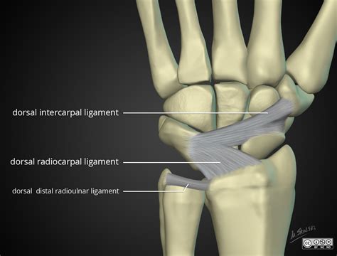 Anatomy Radial Collateral Ligament Palmar Extrinsic Ligaments | The Best Porn Website