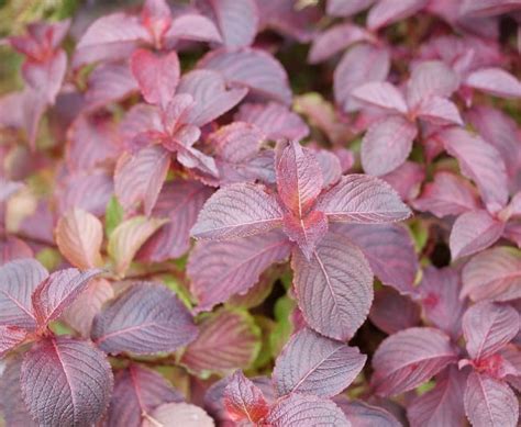 Weigela 'Midnight Sun' - Greenhouse Product News