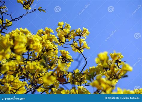 Tabebuia aurea stock image. Image of gold, blue, fresh - 235542047