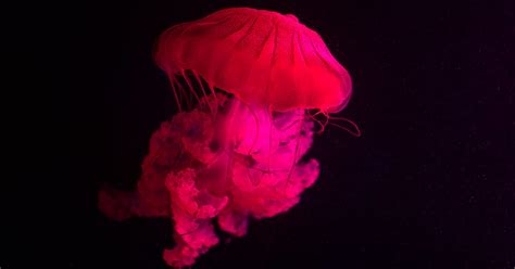 Massive ‘Pink Meanie’ Jellyfish Are Showing Up On The Gulf Coast ...