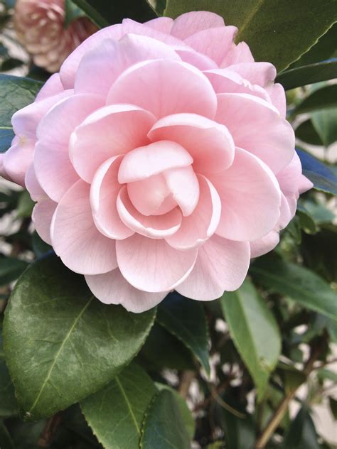 Camellia Japonica "Pink Perfection." This one is special to me because ...