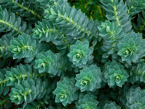 Euphorbia myrsinites - Myrtle Spurge, Donkey Tail | World of Succulents