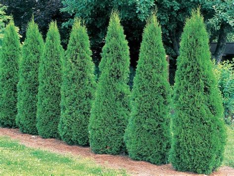 Conifers comprise a wide group of mostly evergreen trees and shrubs ...