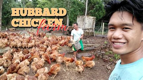 HARVESTING HUBBARD CHICKEN EGG #POULTRY #HARVEST #HUBBARD #CHICKEN VARIETY #BIG CHICKEN - YouTube