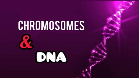 MDCAT NOTES: CHROMOSOMES AND DNA