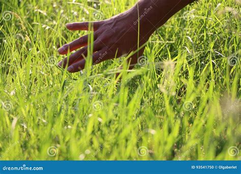 The Man's Right Hand Is Touching The Grass Stock Photo - Image of human ...