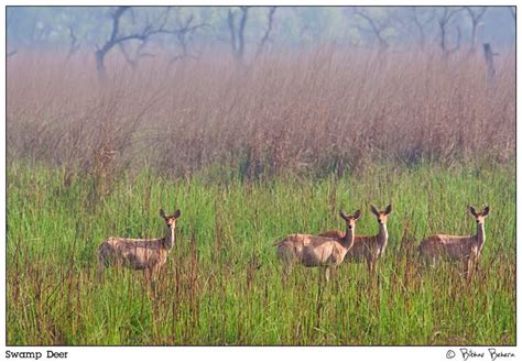 Orissa Wildlife Chronicles: Swamp Deer (Barasingha)