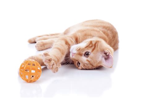 8 Easy DIY Cat Toys [+ Cat Toy Safety Guide]