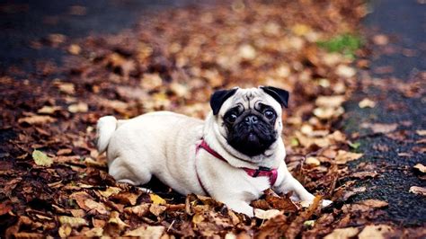 Baby Pugs Wallpapers - Wallpaper Cave