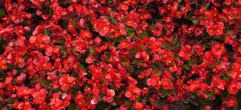 Red Flowers Free Stock Photo - Public Domain Pictures