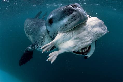 Ocean Photography Awards - in pictures | Leopard seal, Animals wild, National geographic ...