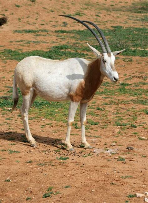 Oryx | African Antelope, Horned Mammal & Endangered Species | Britannica