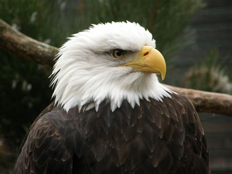 Majestic Eagle 2 Free Photo Download | FreeImages