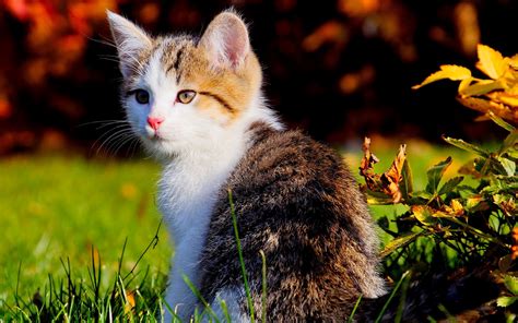 Cat HD wallpapers-High quality background free cat wallpapers ~ The Incredible World of Photos