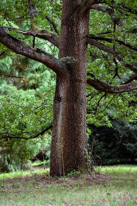 Low Angle Shot of a Single Tree in a Forest Stock Image - Image of nature, people: 231112899