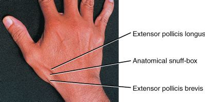 anatomical snuff-box