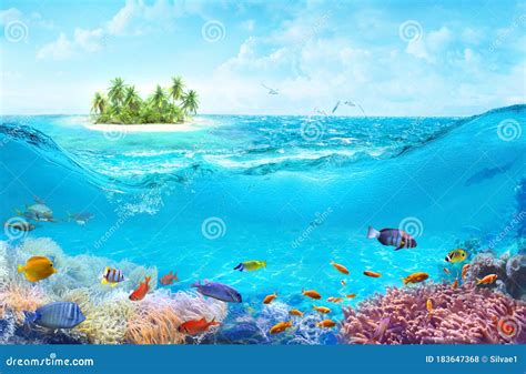 Life in the Coral Reef. Ecosystem. Stock Photo - Image of marine, pacific: 183647368